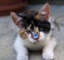 pitit chat trop mimi